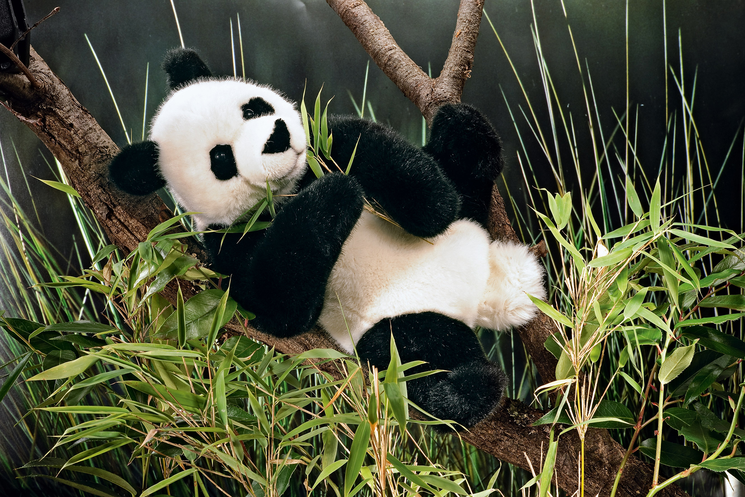 Где живет панда на каком. Панда Живая. Декоративная Панда Живая. Милые животные Панда. Панда с детёнышем.