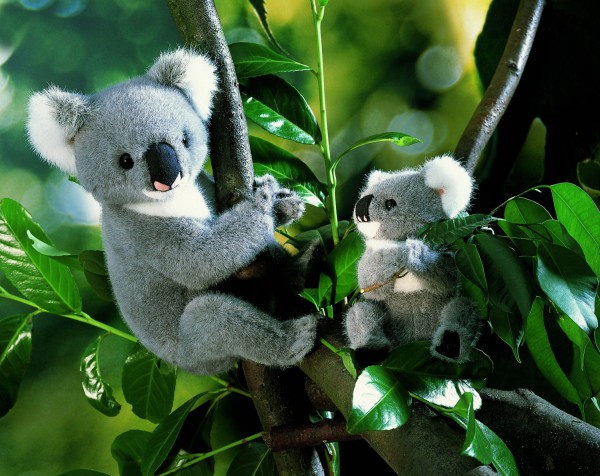Koala, klein